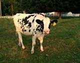 lancaster county livestock.JPG General Information About Community Fairs